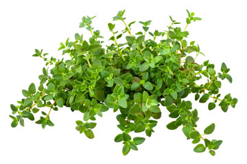 Obraz premium Creeping thyme, isolated on solid white background, PNG di-cut style, realistic photo style, object as model