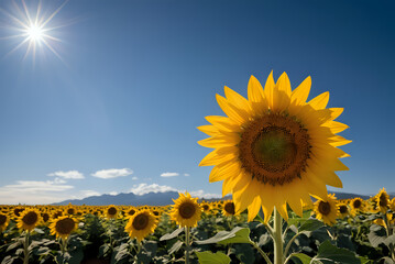 Close up shot of sunflowers against the backdrop of a clear sky and shining sun. Pro photo AI Generate
