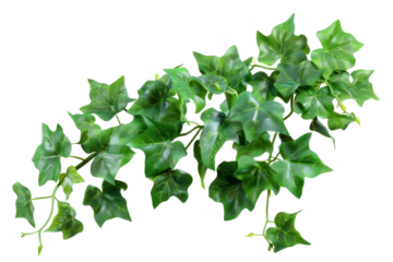 English ivy, isolated on solid white background, PNG di-cut style, realistic photo style, object as model