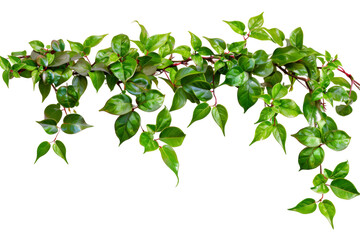 Virginia creeper, isolated on solid white background, PNG di-cut style, realistic photo style, object as model