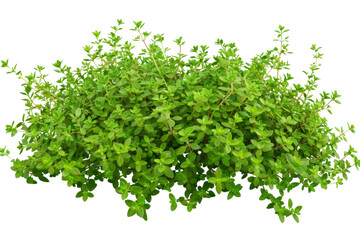 Obraz premium Creeping thyme, isolated on solid white background, PNG di-cut style, realistic photo style, object as model