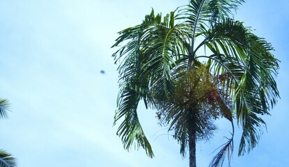 Naklejka premium Sky Tree