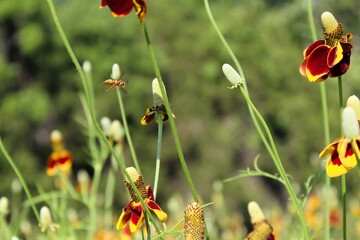 may flowers_edits - mexican hats and a bee