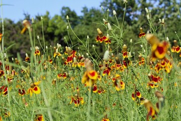 may flowers_edits - mexican hats and tree line