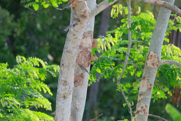 little bird on the tree