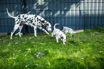 Hundefamilie