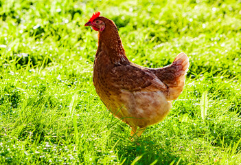 Braunes Hühn auf einer grünen Wiese