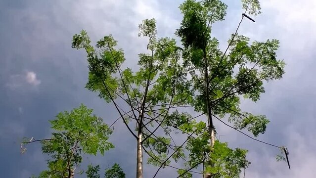 Footage of a tall moringa tree swaying gently in the breeze, showcasing its delicate leaves and graceful movement against a cloudy sky.