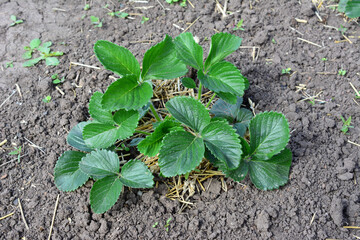 a strawberry seedling with green leaves on the ground