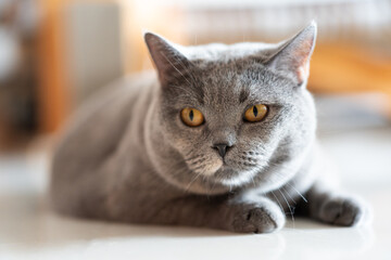 A somewhat overweight British Shorthair cat is hiding in a corner, observing from the shadows, shown in a close-up shot.