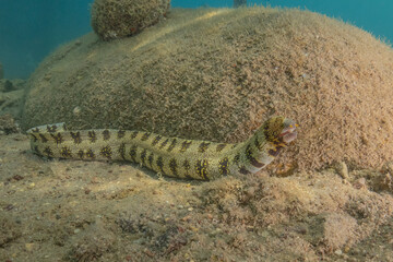 Tiger Snake Eel in the Red Sea Colorful and beautiful, Eilat Israel
