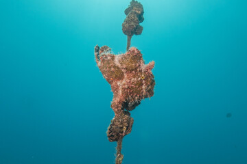 Frogfish swim in the Red Sea, colorful fish, Eilat Israel
