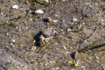 Fiddler Crab, Uca pugnax or tangeri at Ria Formosa Nature Park, Algarve. Portugal.