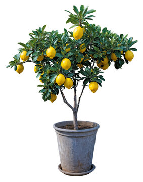 Lemon tree in a pot as an indoor house tree