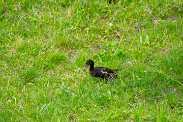 One black Indian runner duck grazing on meadow on a cloudy spring day at Swiss City of Zürich. Photo taken May 26th, 2024, Zurich, Switzerland.