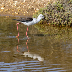Obraz premium Black-winged stilt, Himantopus himantopus in Ria Formosa Natural Reserve, Algarve Portugal.