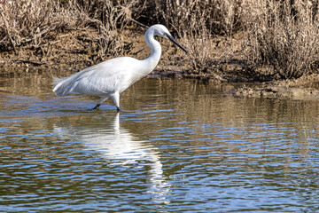 The little egret, Egretta garzetta in Ria Formosa Natural Reserve, Algarve Portugal