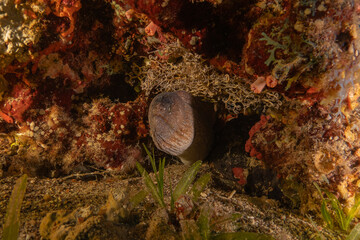 Moray eel Mooray lycodontis undulatus in the Red Sea, Eilat Israel
