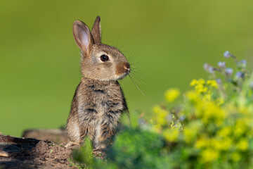 rabbit in the grass