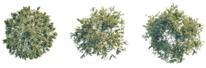 Pinus ponderosa tree top view, tree plan 4k png cutout