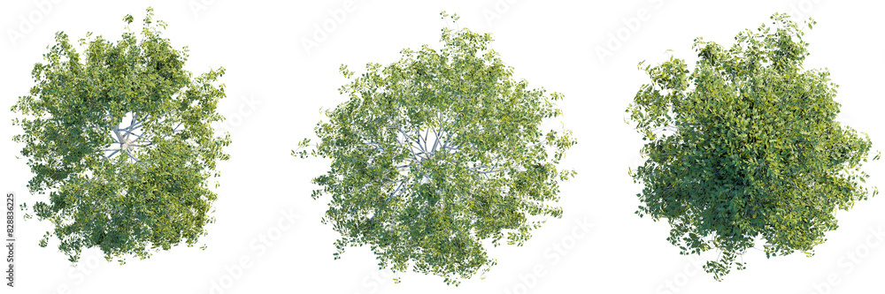 Sticker betula pendula tree top view, tree plan 4k png cutout