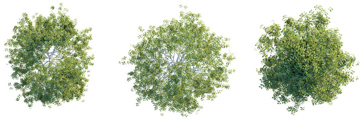 Betula pendula tree top view, tree plan 4k png cutout