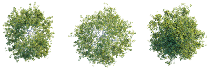 Betula pendula tree top view, tree plan 4k png cutout