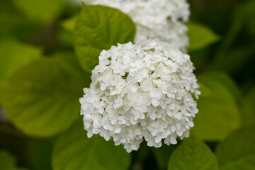 Blooming white hydrangea (Hydrang a arbor scens)