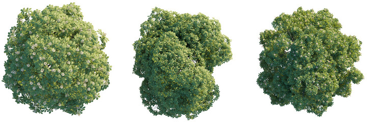 Aesculus hippocastanum tree top view, tree plan 4k png cutout
