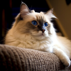ragdoll cat