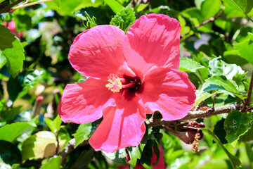 Vibrant Pink Hibiscus Flower in Full Bloom Amidst Lush Green Leaves captures the essence of summer