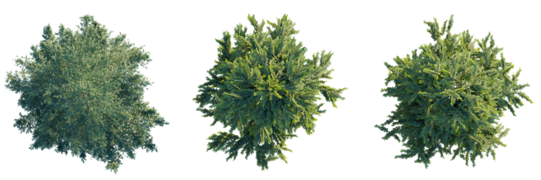 Cedrus tree top view, tree plan 4k png cutout