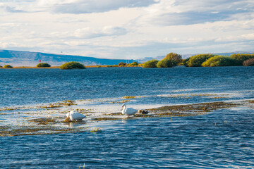 white swan, white swans, view of the sea from the beach, Patagonia Argentina