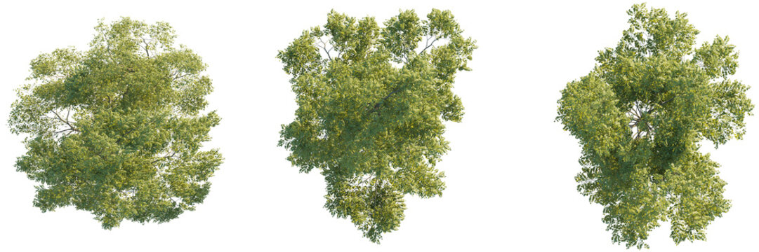 Robinia pseudoacacia tree top view, tree plan 4k png cutout