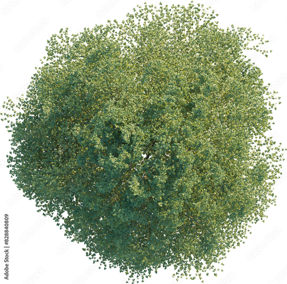 Poster tilia europaea tree top view, tree plan 4k png cutout