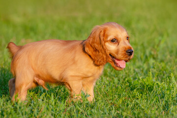 English cocker spaniel dog. Portrait of cute puppy on a grass background.