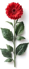 Beautiful red gerbera daisy flower with green leaves isolated on white background, perfect for floral decorations and botanical designs.