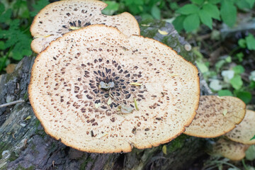 A large cap mushrooms on a tree. Oyster fungus.