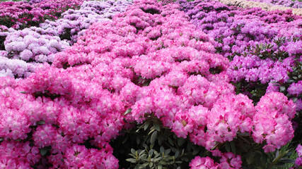 A sea of ​​pink and lilac rhododendron flowers in a nursery