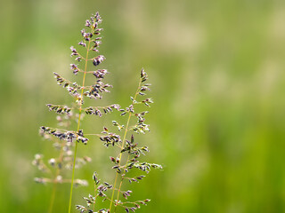 Natural background from wild grasses. Pastures and meadows.