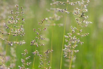 Background from wild grasses. Pastures and meadows.