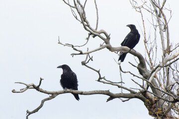 Two black crows are sitting on an old tree. Ravens on a branch.