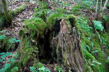 Close up of a mossy tree stump 