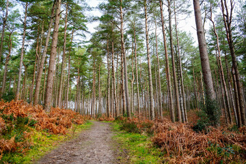 View in to pine woodland with a footpath