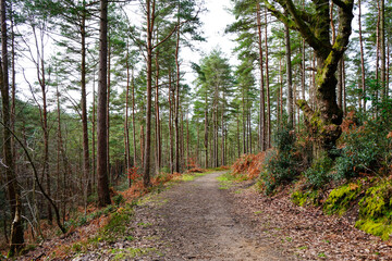 View in to pine woodland with a footpath