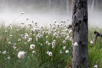 Cotton grass is a genus of sedges, they are common in northern hemisphere temperate swamps and tundra, wet forests, Eriophorum vaginatum, fog