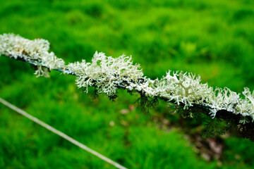 Close up of moss and lichen growing on an old fence 