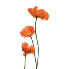 Naklejka premium red orange poppy 