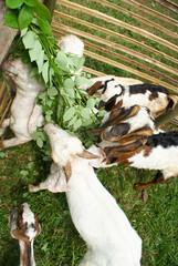 Goats compete enthusiastically for food when offered grass and leaves in the pen