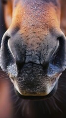 Obraz premium Close up of a horse nostrils, capturing the detail and function in respiratory anatomy, great for equine biology